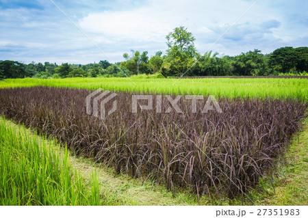 rice field 27351983