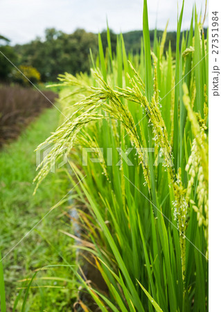closeup rice field 27351984