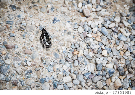 butterfly on ground butterfly on ground 27351985