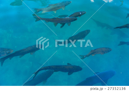 トルコ　シャンルウルファのバルックル・ギョル 27352136