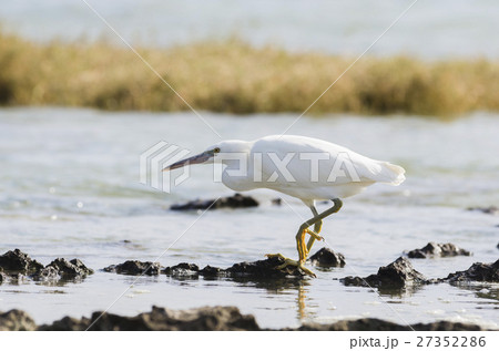 海辺の白鷺 27352286