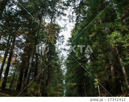 日光　杉並木 27352412