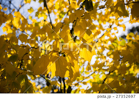 tree tree 27352697