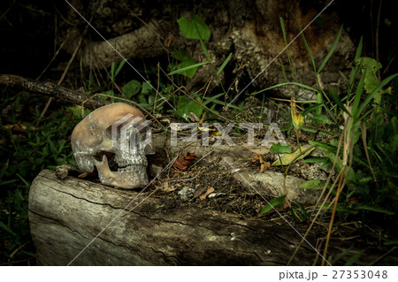 Still Life with a Skull in forest 27353048
