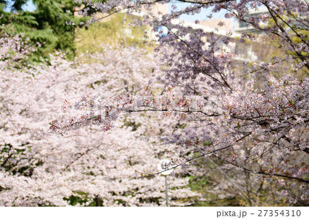 練馬区 春の風公園の桜の写真素材