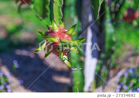 Dragon fruit or Pitaya plantation in Thailand Dragon fruit or Pitaya plantation in Thailand 27354692
