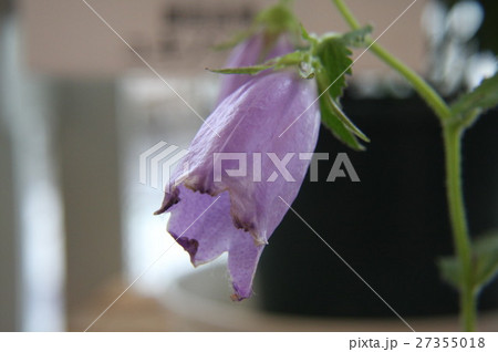 紫ホタルブクロ 紫ホタルブクロ 27355018