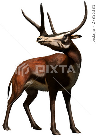 Kyptoceras  27355381