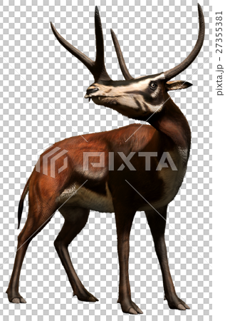 Kyptoceras Kyptoceras 27355381