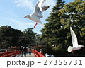 カモメ 27355731
