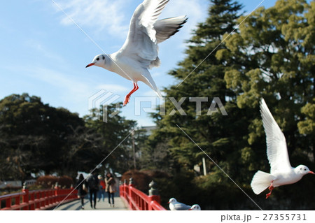 カモメ カモメ 27355731