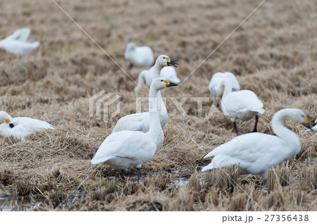 コハクチョウ コハクチョウ 27356438