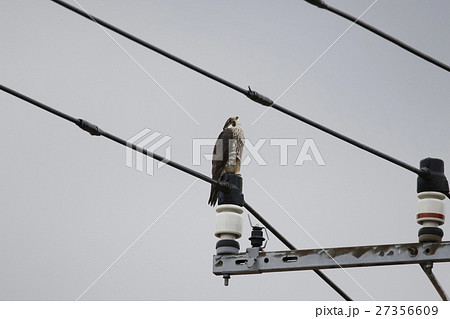 ハヤブサ 27356609