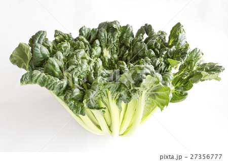 ターサイ 搨菜 ターサイ 搨菜 27356777