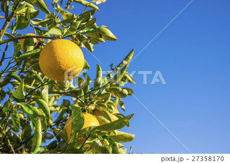 夏みかん 27358170