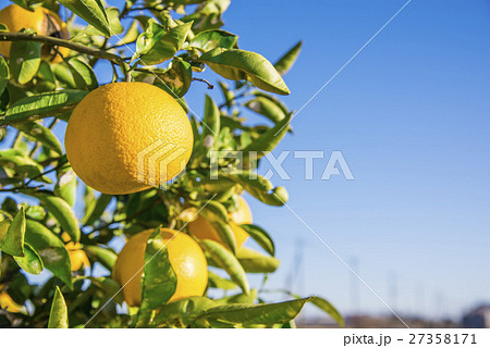 夏みかん 27358171