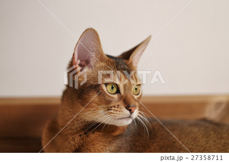 young abyssinian cat sitting on the floor young abyssinian cat sitting on the floor 27358711