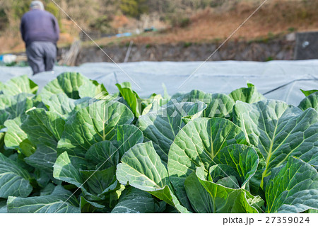 キャベツ　野菜　きゃべつ　農家　農業　TPP　葉物野菜　 27359024