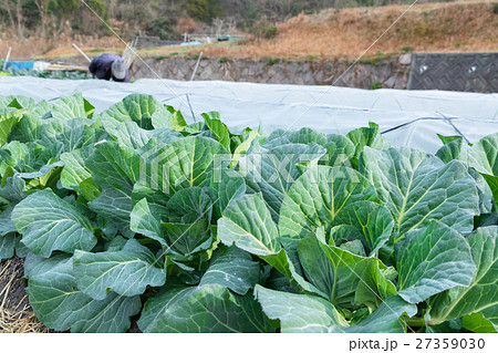 キャベツ　野菜　きゃべつ　農家　農業　TPP　葉物野菜　 27359030