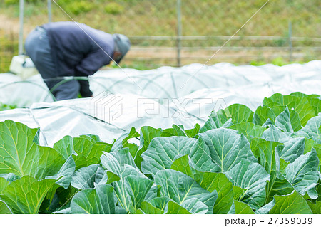 キャベツ　野菜　きゃべつ　農家　農業　TPP　葉物野菜　 27359039