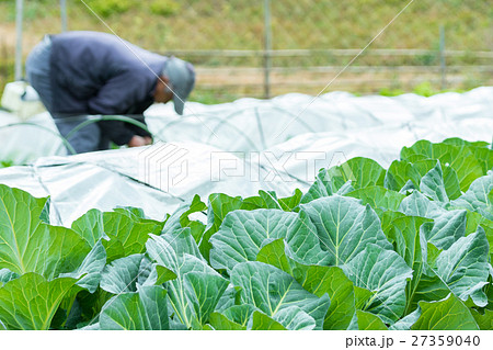 キャベツ 野菜 きゃべつ 農家 農業 TPP 葉物野菜  キャベツ 野菜 きゃべつ 農家 農業 TPP 葉物野菜  27359040