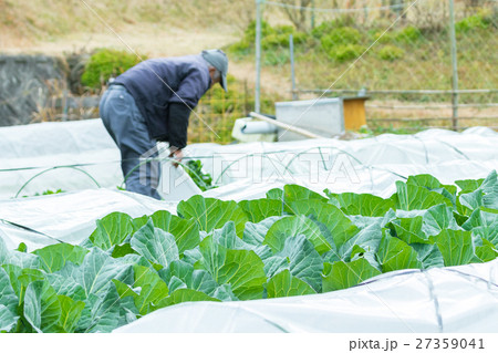 キャベツ　野菜　きゃべつ　農家　農業　TPP　葉物野菜　 27359041