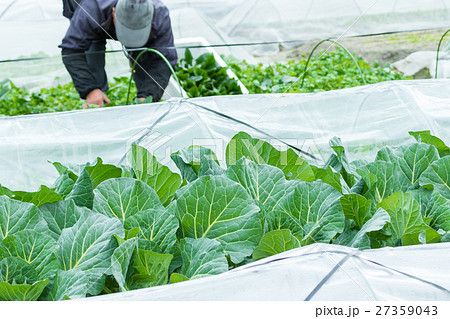 キャベツ 野菜 きゃべつ 農家 農業 TPP 葉物野菜 キャベツ 野菜 きゃべつ 農家 農業 TPP 葉物野菜 27359043