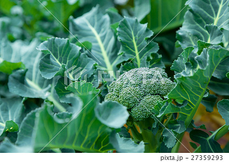 ブロッコリー農家にて　野菜　冬　ベジタブル　葉　アブラナ科 27359293