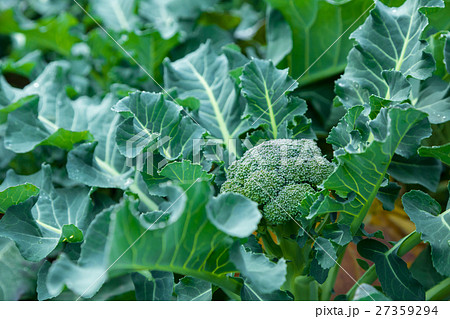 ブロッコリー農家にて　野菜　冬　ベジタブル　葉　アブラナ科 27359294
