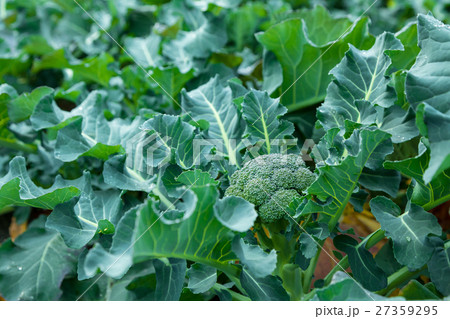 ブロッコリー農家にて 野菜 冬 ベジタブル 葉 アブラナ科 ブロッコリー農家にて 野菜 冬 ベジタブル 葉 アブラナ科 27359295