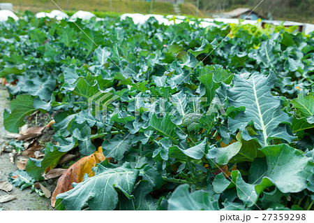 ブロッコリー農家にて 野菜 冬 ベジタブル 葉 アブラナ科 ブロッコリー農家にて 野菜 冬 ベジタブル 葉 アブラナ科 27359298