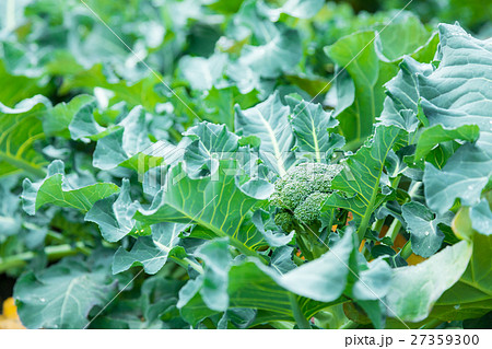 ブロッコリー農家にて 野菜 冬 ベジタブル 葉 アブラナ科の写真素材