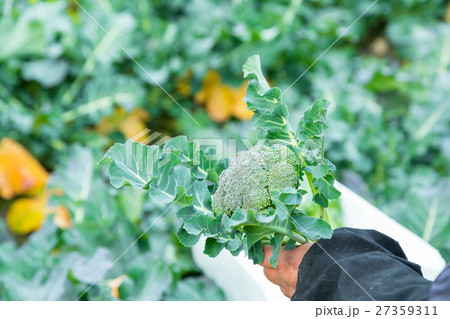 ブロッコリー農家にて 野菜 冬 ベジタブル 葉 アブラナ科 ブロッコリー農家にて 野菜 冬 ベジタブル 葉 アブラナ科 27359311