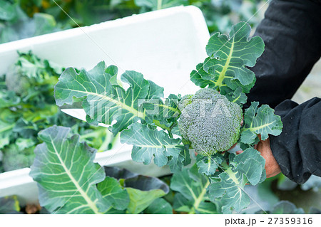 ブロッコリー農家にて　野菜　冬　ベジタブル　葉　アブラナ科 27359316