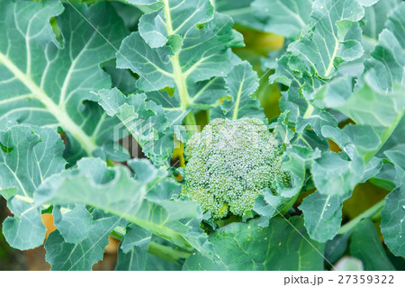 ブロッコリー農家にて　野菜　冬　ベジタブル　葉　アブラナ科 27359322