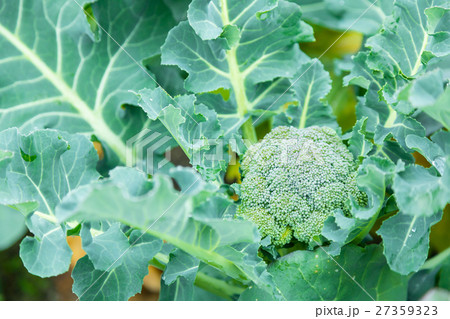ブロッコリー農家にて　野菜　冬　ベジタブル　葉　アブラナ科 27359323