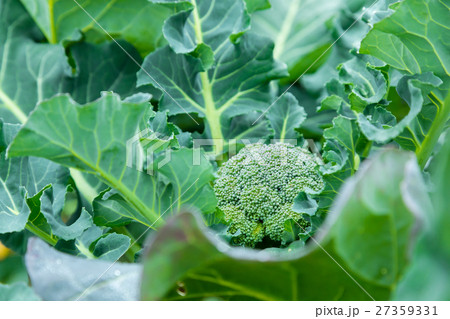 ブロッコリー農家にて　野菜　冬　ベジタブル　葉　アブラナ科 27359331