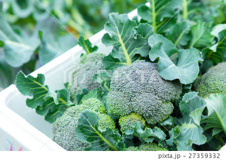 ブロッコリー農家にて 野菜 冬 ベジタブル 葉 アブラナ科 ブロッコリー農家にて 野菜 冬 ベジタブル 葉 アブラナ科 27359332