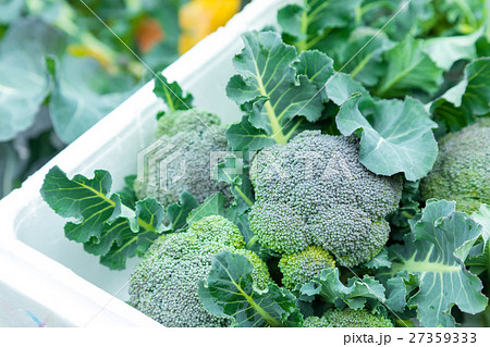 ブロッコリー農家にて 野菜 冬 ベジタブル 葉 アブラナ科 ブロッコリー農家にて 野菜 冬 ベジタブル 葉 アブラナ科 27359333