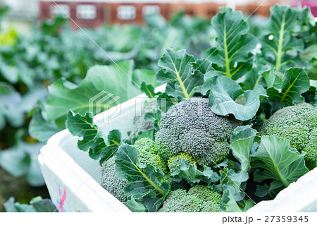 ブロッコリー農家にて　野菜　冬　ベジタブル　葉　アブラナ科 27359345
