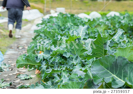 ブロッコリー農家にて 野菜 冬 ベジタブル 葉 アブラナ科 ブロッコリー農家にて 野菜 冬 ベジタブル 葉 アブラナ科 27359357