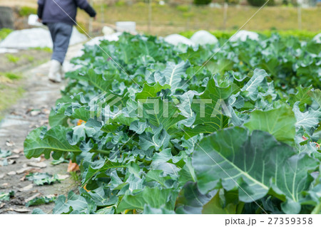 ブロッコリー農家にて 野菜 冬 ベジタブル 葉 アブラナ科 ブロッコリー農家にて 野菜 冬 ベジタブル 葉 アブラナ科 27359358
