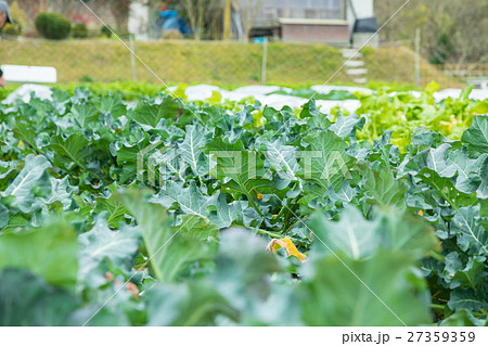 ブロッコリー農家にて 野菜 冬 ベジタブル 葉 アブラナ科 ブロッコリー農家にて 野菜 冬 ベジタブル 葉 アブラナ科 27359359