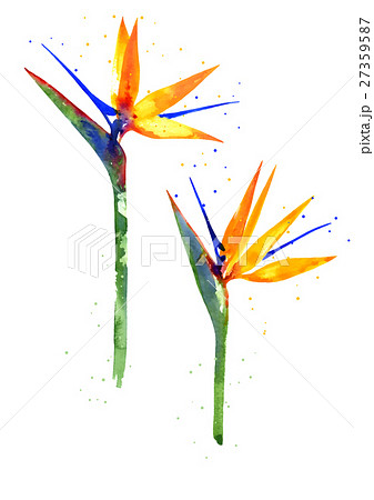 Watercolor Strelitzia flower Watercolor Strelitzia flower 27359587