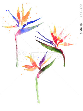 Watercolor Strelitzia flower 27359588