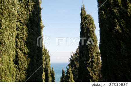 cypress alley on a background of the sea cypress alley on a background of the sea 27359687