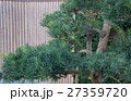 Bonsai on the background of bamboo fence in Chinese style 27359720