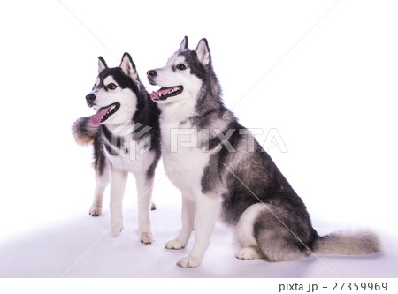 大型犬 ペット シベリアンハスキー の写真素材 27359969 Pixta