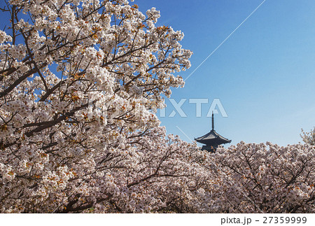 仁和寺　京都の桜　五重塔と桜　京都観光 27359999