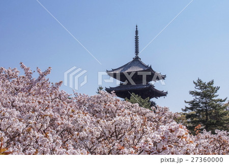 仁和寺 京都の桜 五重塔と桜 仁和寺 京都の桜 五重塔と桜 27360000